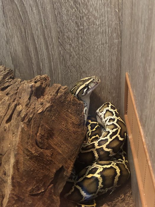 Vand Piton Birmanez,Birman/șarpe.