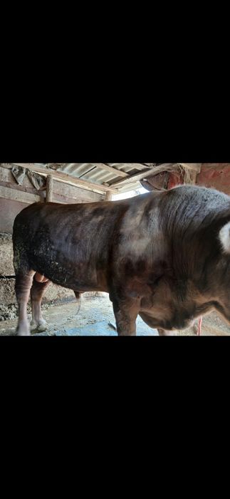 Продам коров быков