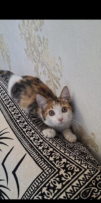 Чудо котенок девочка в добрые руки!