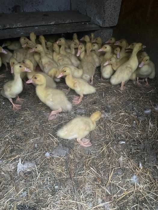 Rațe , Pui albi de carne, Pui Kabir rasa mixta