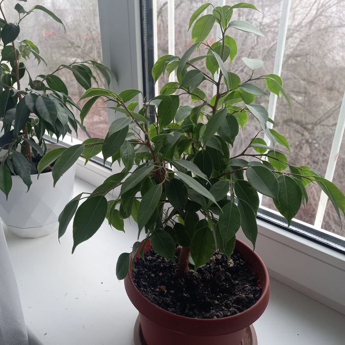 Фикус бенджамина