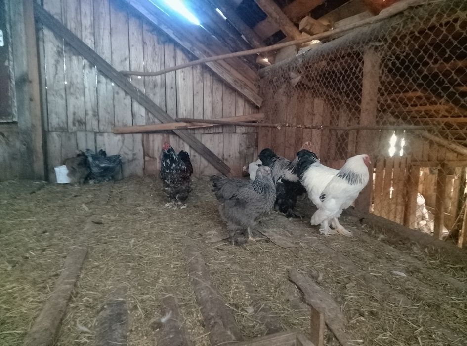 Oua brahma de incubat