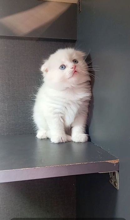 Xar-xil Toza qonlik mushuklarimiz bor