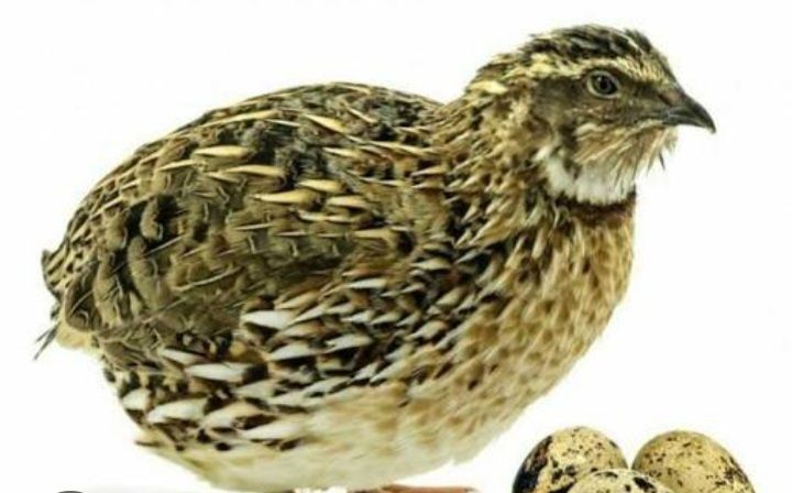 Bedanalr bor tuhum tuğyapti