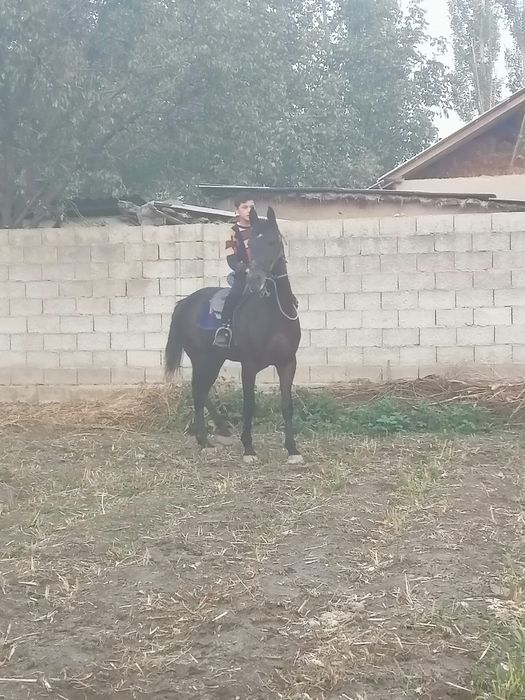 От сотилади 7 еш