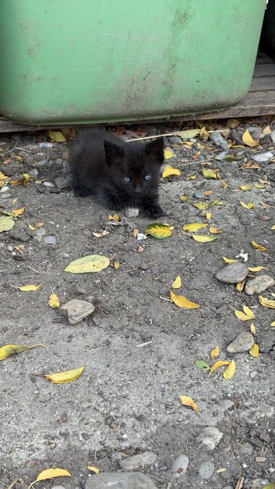 DONEZ pisicute, Bucuresti