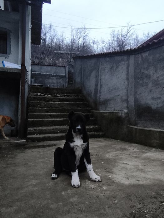 Femelă Ciobanesc de Asia centrală