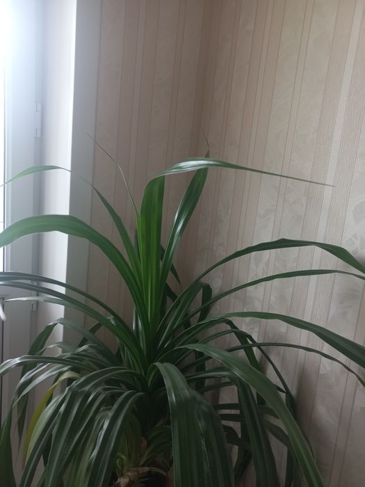 Продаются отростки Пандауса.