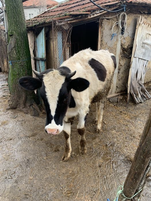 Продавам женско теле на осем месеца!