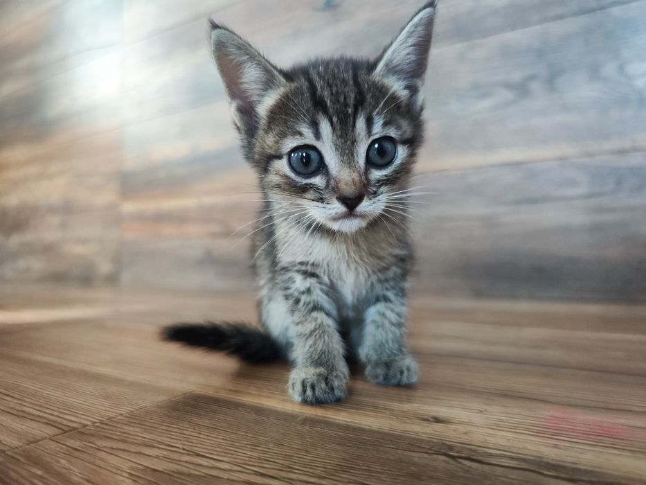Отдаем кошечку 1,5 месяцев.