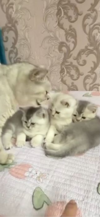 Продается котенок мальчик