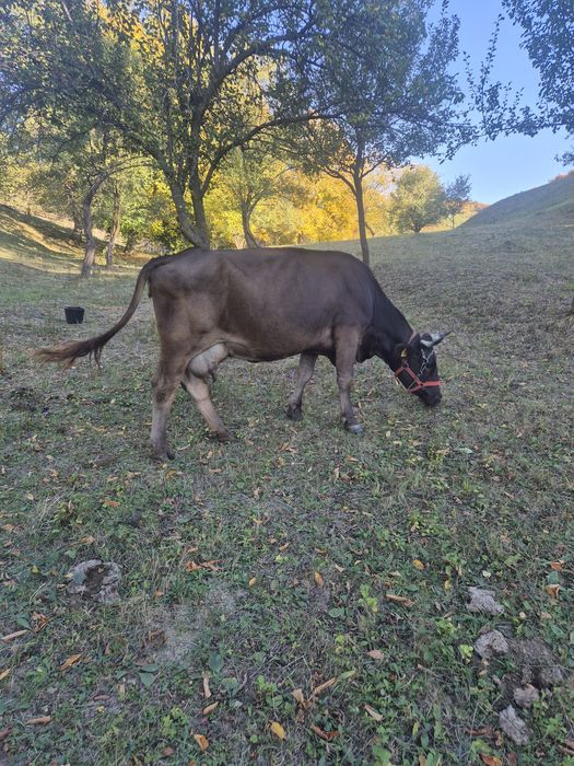 Vând vaca foarte bună de lapte