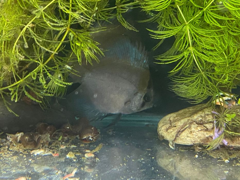 Дискусы подростки