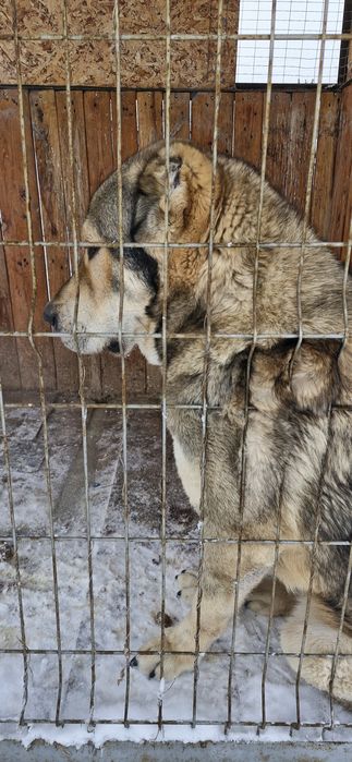 Торт коз Тобет, Алабай