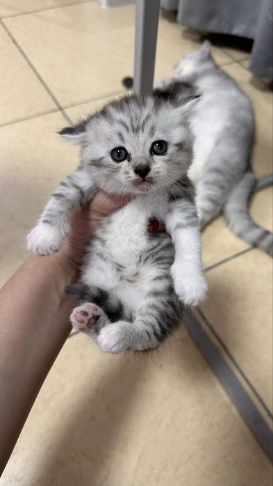 Шотландские котята