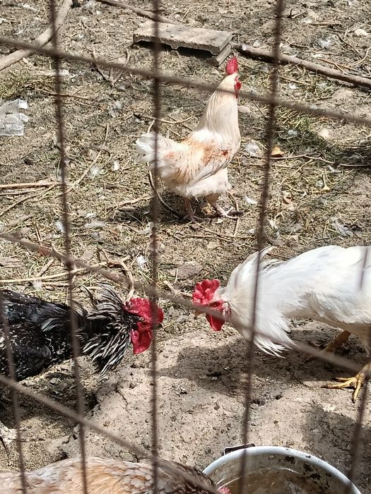 Продам домашних петухов