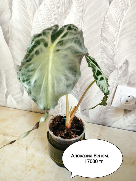 Хойя, монстера ,  хойя Матильда, Сильвер доллар