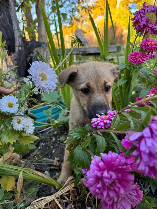 Щенок мальчик в добрые руки