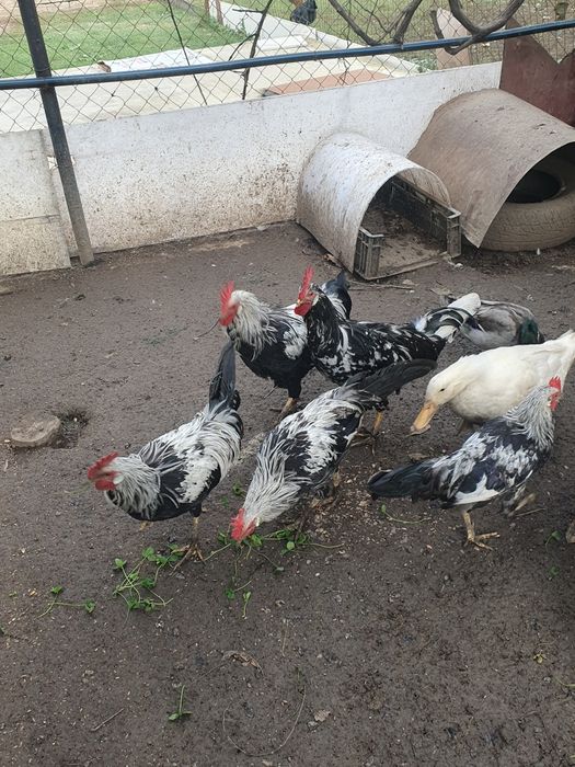 Cocosi italieni argintii