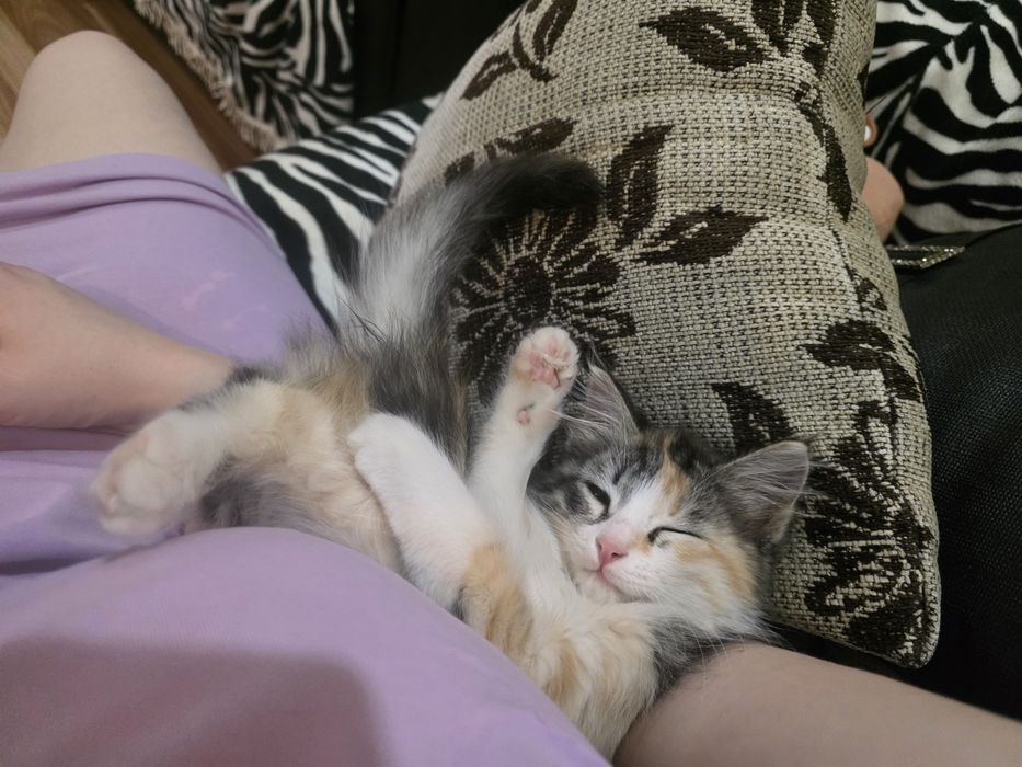 Отдам котенка в хорошие, добрые руки