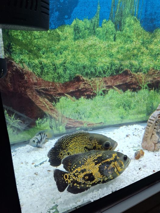 Akvarium sotiladi 200 litrli