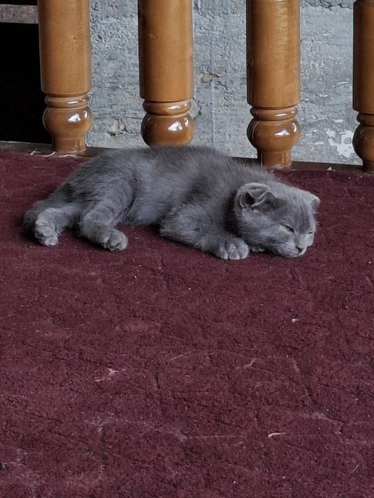 Продаётся котёнок Scottish Fold
Очень милый и умный котёнок Sco