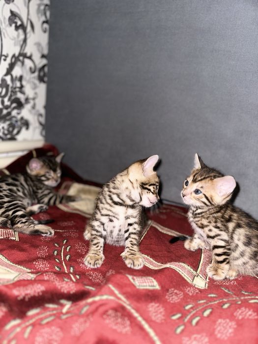 Продам бенгальских котят