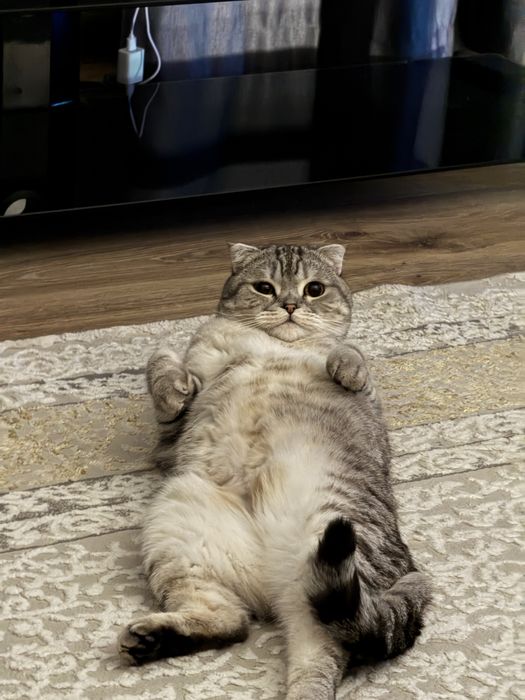 Отдам кошку в добрые руки