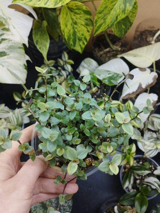 Комнатные растения все по 1000