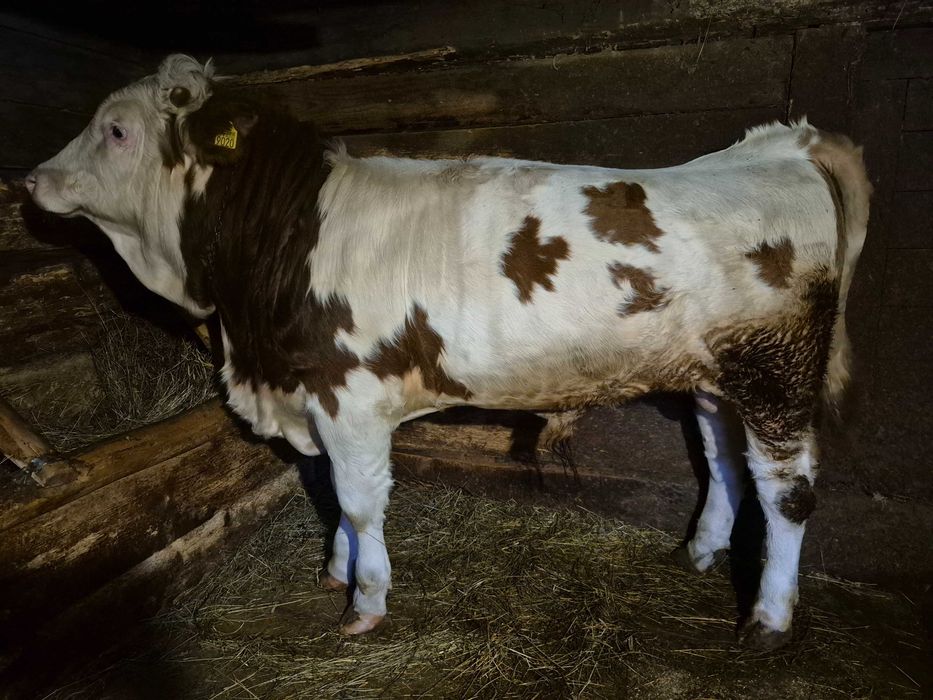 Vând vițel de 8 luni