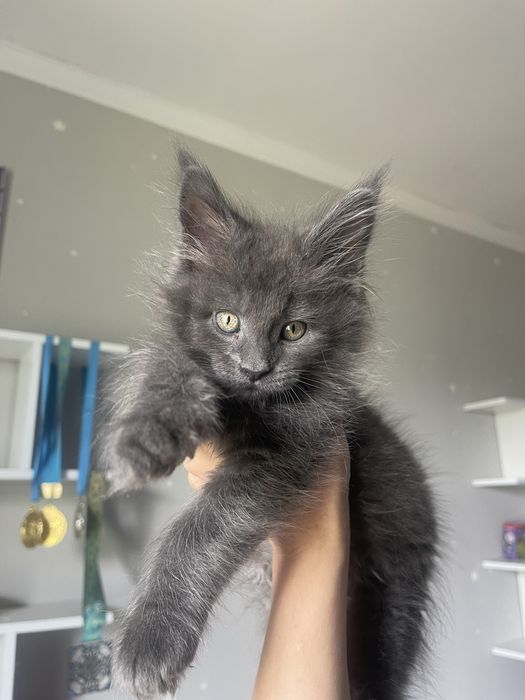Мейн Кун котик