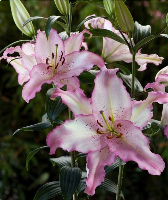 Bulbi crini asiatici,10 culori