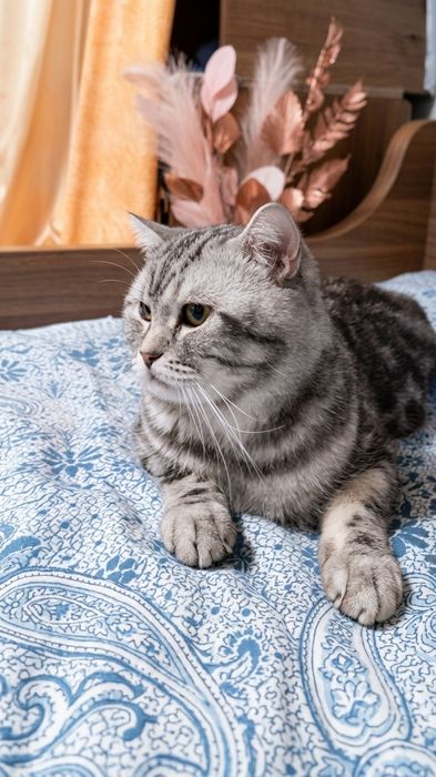 Пропал кот британец!