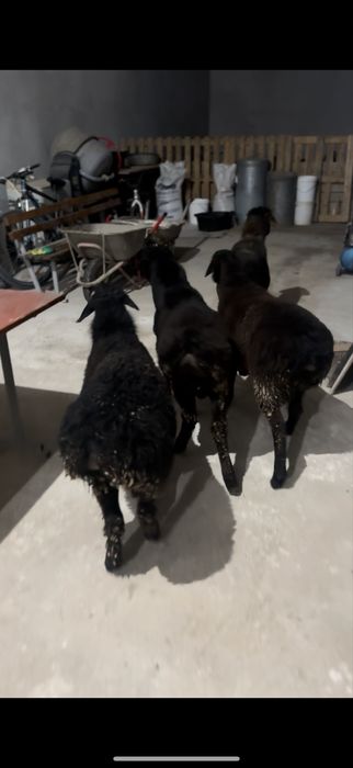 4кошкар сатылады