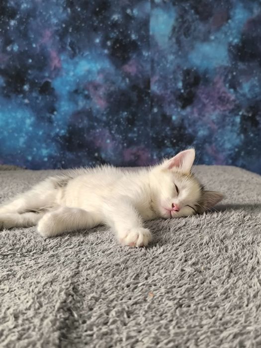 Котенка отдам в хорошие руки