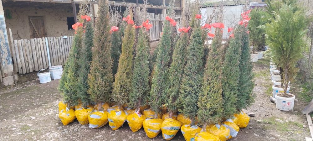 Туя и можжевельник