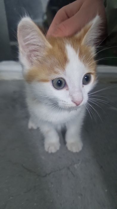 Милый котенок ищет дом