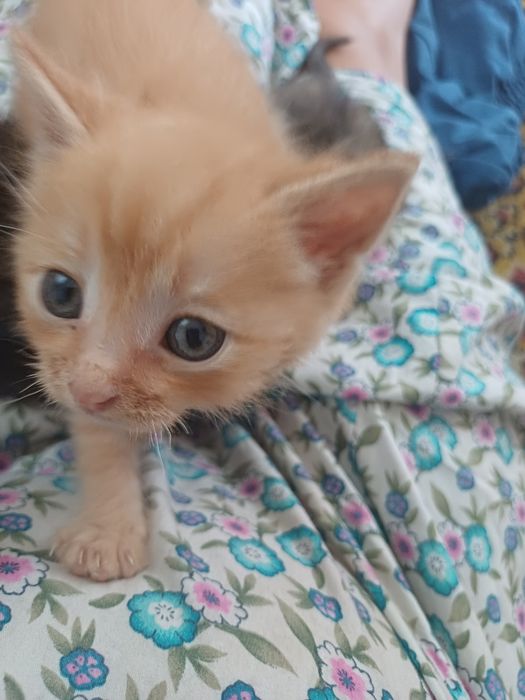 Отдам котят девочка и мальчик