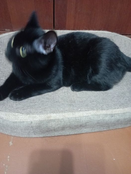 Пристраивается в добрые руки  котенок