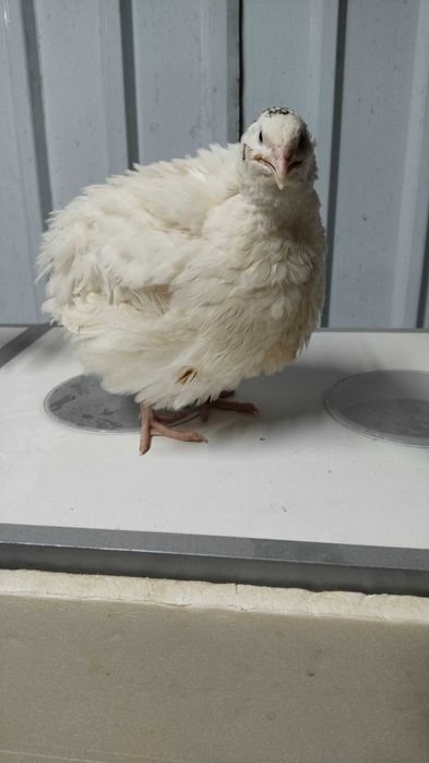 Инкубационое яйцо перепелиное