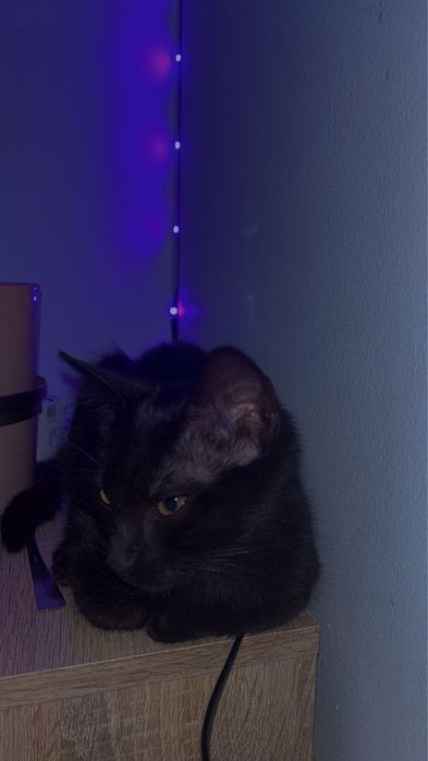 Pisica spre adoptie