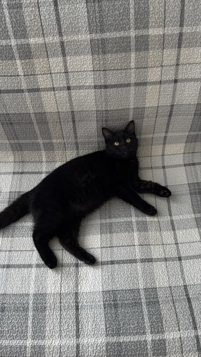 Ласковая кошечка 6 месяцев ищет любящую семью