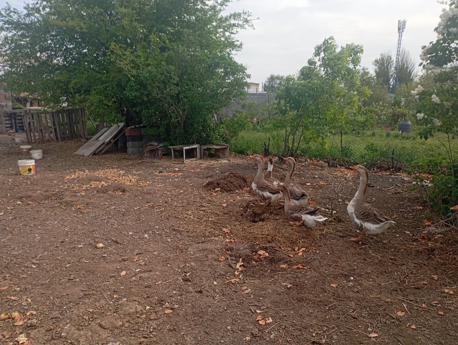 Продам Гусей Крупная серая