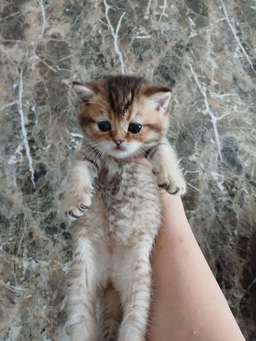 продаю скоттиш страйт шиншил