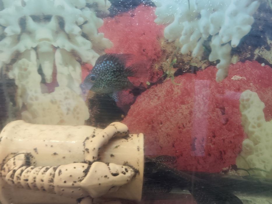 Продам аквариум с рыбками