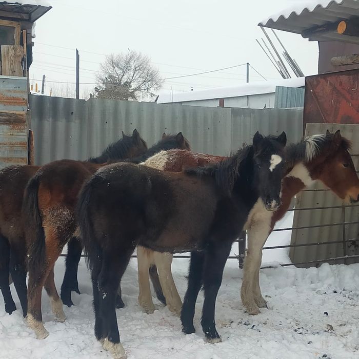 Жеребята 2 кобылки 2 жеребчика