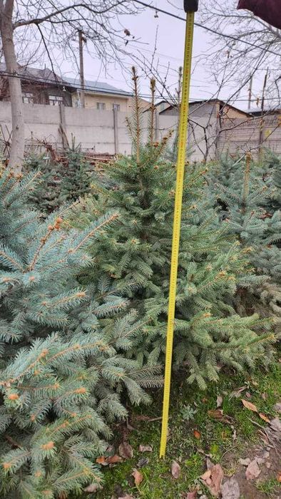 Голубая Ель ва Яшил Ель Сотилади 50% Скидкада