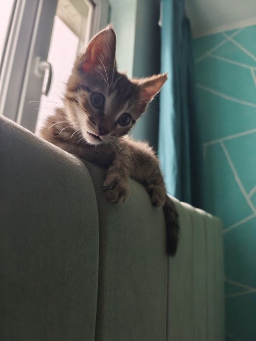 Отдам котенка в хорошие руки