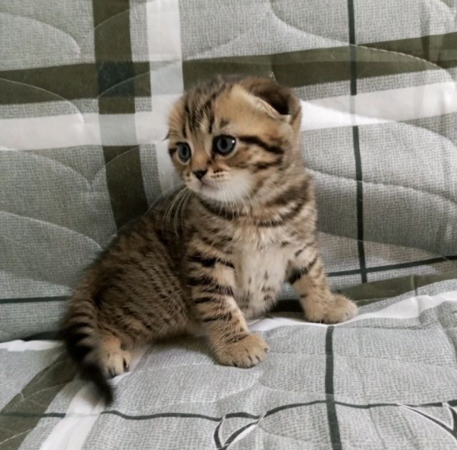 Шотланские мальчик