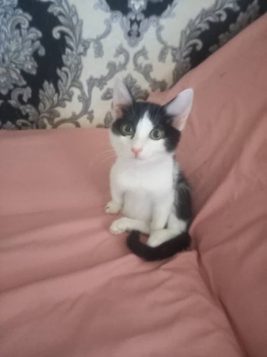 Отдам котенка-ласковую девочку